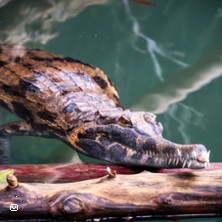 La Ferme aux Crocodile - Saison 2026 CSE